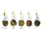 Tea Forte Green Tea Assortment, Petite Presentation Box Tea Sampler Gift Set With 10 Handcrafted Pyramid Tea Infusers