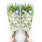 Sunne Tropical OrchidClub USA Fresh Cut Flowers Dendrobium Orchids (10 Stems White)