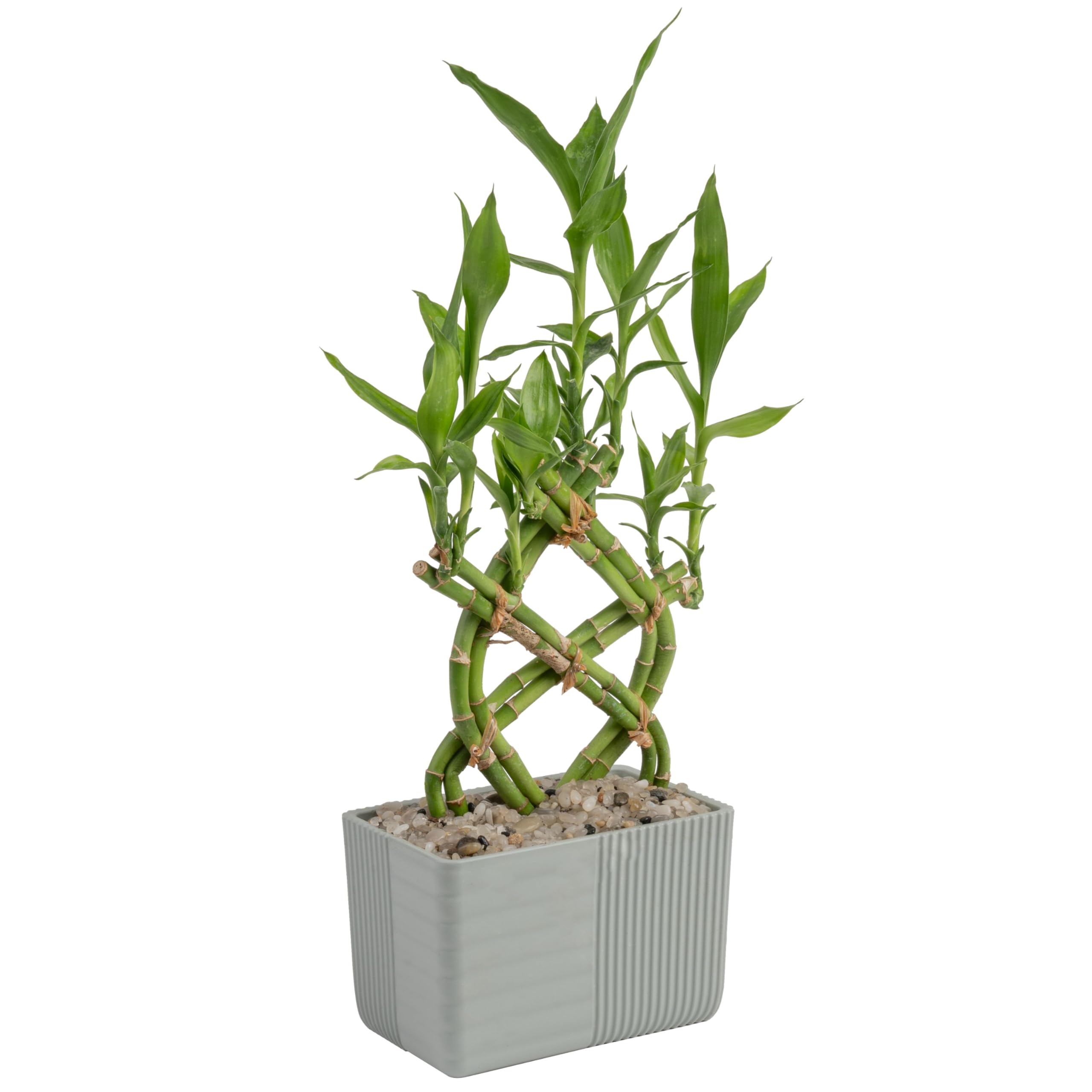 Lucky Bamboo Plant - Thumbnail 4