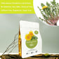SAMCCI Dandelion Leaf & Root Tea Bags, 50 Count, Caffeine Free Herbal Tea for Digestive Support and Immune Health