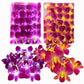 Sunne Tropical Fresh Orchid Loose Bloom, Purple & Yellow, Model ORC-LBS-BLU100, DIY Lei Decoration, Food & Drink Decor