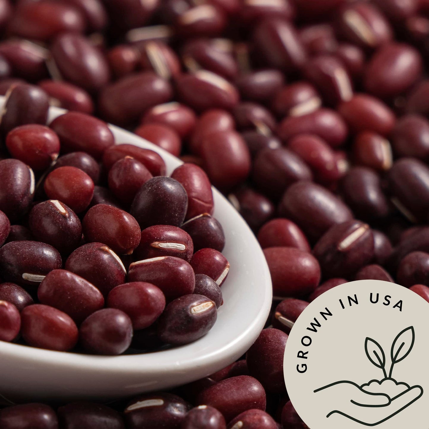 Be Still Farms Organic Red Kidney Beans Dry (4.8Lb) - Dried Small Red Beans Bulk - Great For Soups, Stews, Salads - High In Prot