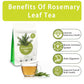 SAMCCI Rosemary Tea Bags - Pure Dried Leaves, Caffeine-Free, Non-GMO, 40 Count