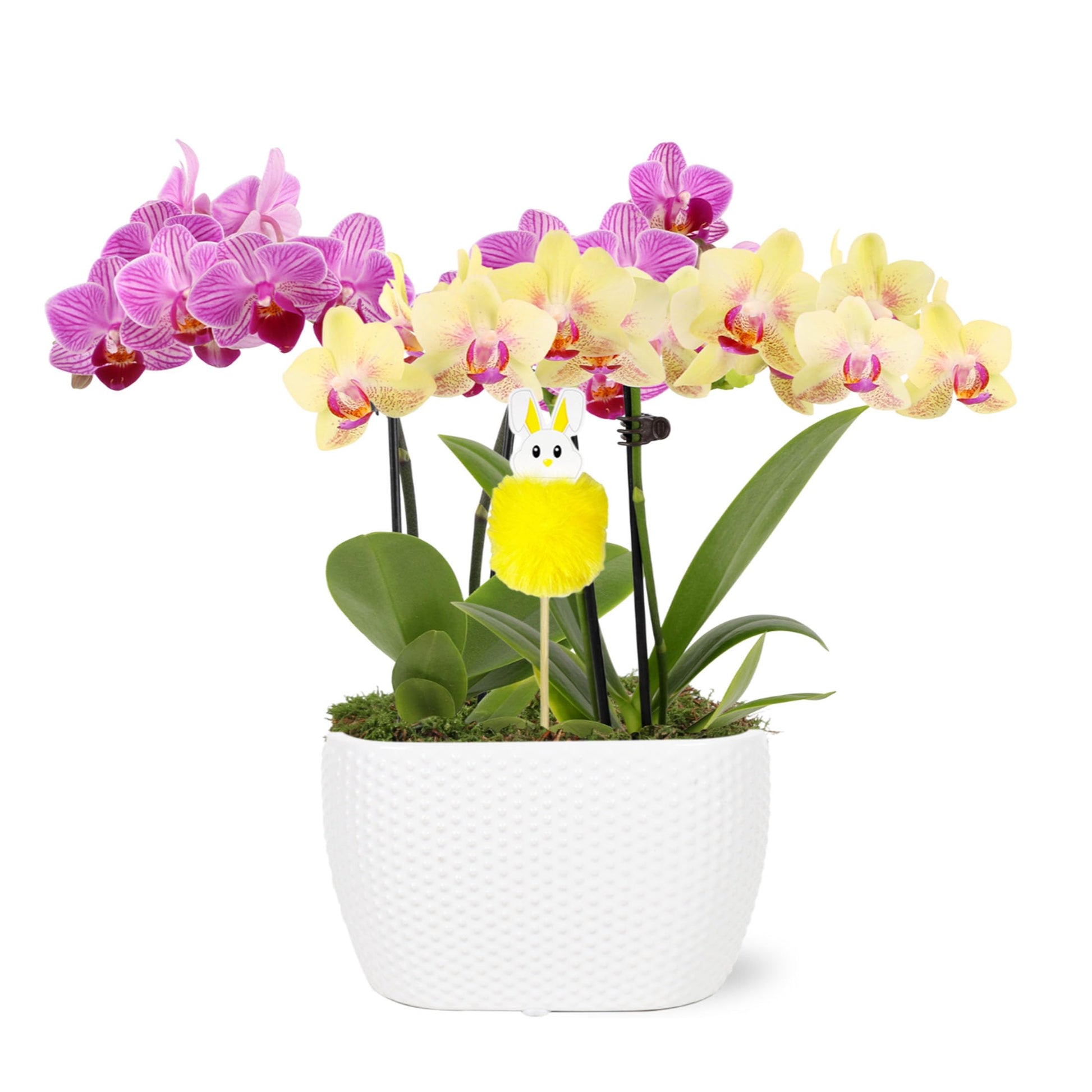 Wild Interiors Pink and Yellow Orchid Duo in 4 White Pot with Bunny Pick, Live Indoor House Plants