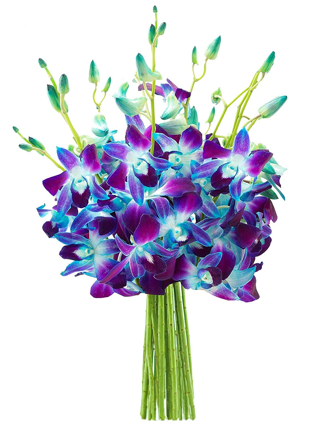 KaBloom Flowers - Exotic Sapphire Orchid Bouquet of Blue Orchids Without Vase - Gift for Birthday  Sympathy  Anniversary  Get Well  Valentine  Mothers Day Fresh Flowers
