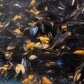 Matiz España Mussels in Extra Virgin Olive Oil & Apple Cider Vinegar, 4 oz. (Pack of 12), Handcrafted in Galicia, Spain