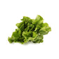 Organic Butter Lettuce
