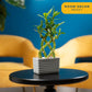 Costa Farms Lucky Bamboo Plant, Easy To Grow Live Houseplant In Indoor Bamboo Pot, Potting Mix, Growers Choice, Birthday Gift, Home, Office, Plant Shelf Zen Room Decor, 12-Inches Tall