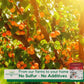 100% Organic Turkish Sun Dried Apricots By Pure Anatolia - No Sugar Added, Non Gmo, Sulfur Free, Vegan, Halal, Kosher - Healthy