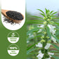 Onetang Organic Black Sesame Powder No Sugar Low Temp Roasted Halal Non-Gmo Black Sesame Paste 12.36 Oz (350G)
