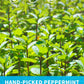 TeeLux Peppermint Tea Bags, Caffeine Free Herbal Tea, Refreshing Mint, 100 Count