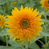 Eden Brothers Sunflower Seeds - Orange Sun