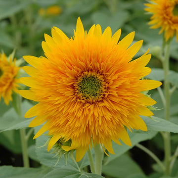 Eden Brothers Sunflower Seeds - Orange Sun