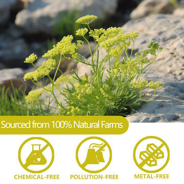 ULTHMOK Premium Fennel Tea Bags, Caffeine Free, 80 Count, Natural Whole Fennel Seeds