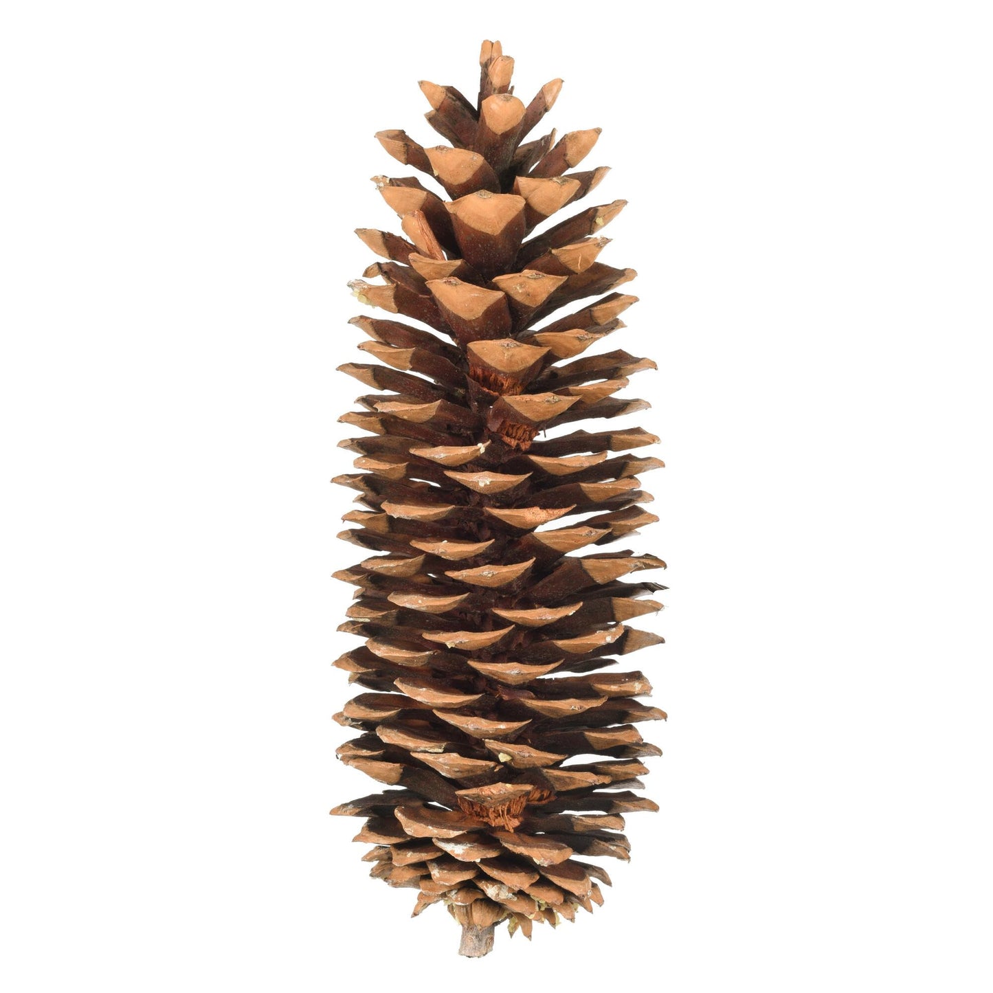 Vickerman 9.5-10 Sugar Pinecone 7/Pack. Includes Seven Sugar pinecones per Bunch. Natural Product.