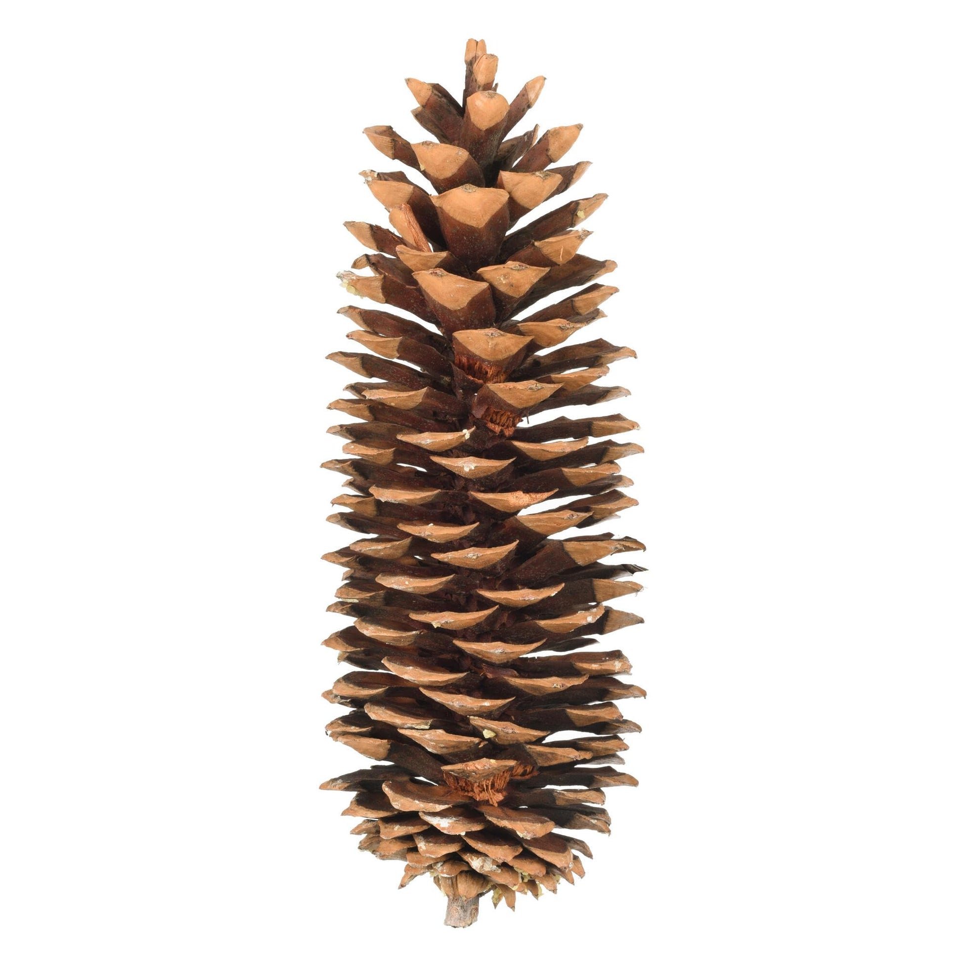 Vickerman 9.5-10 Sugar Pinecone 7/Pack. Includes Seven Sugar pinecones per Bunch. Natural Product.