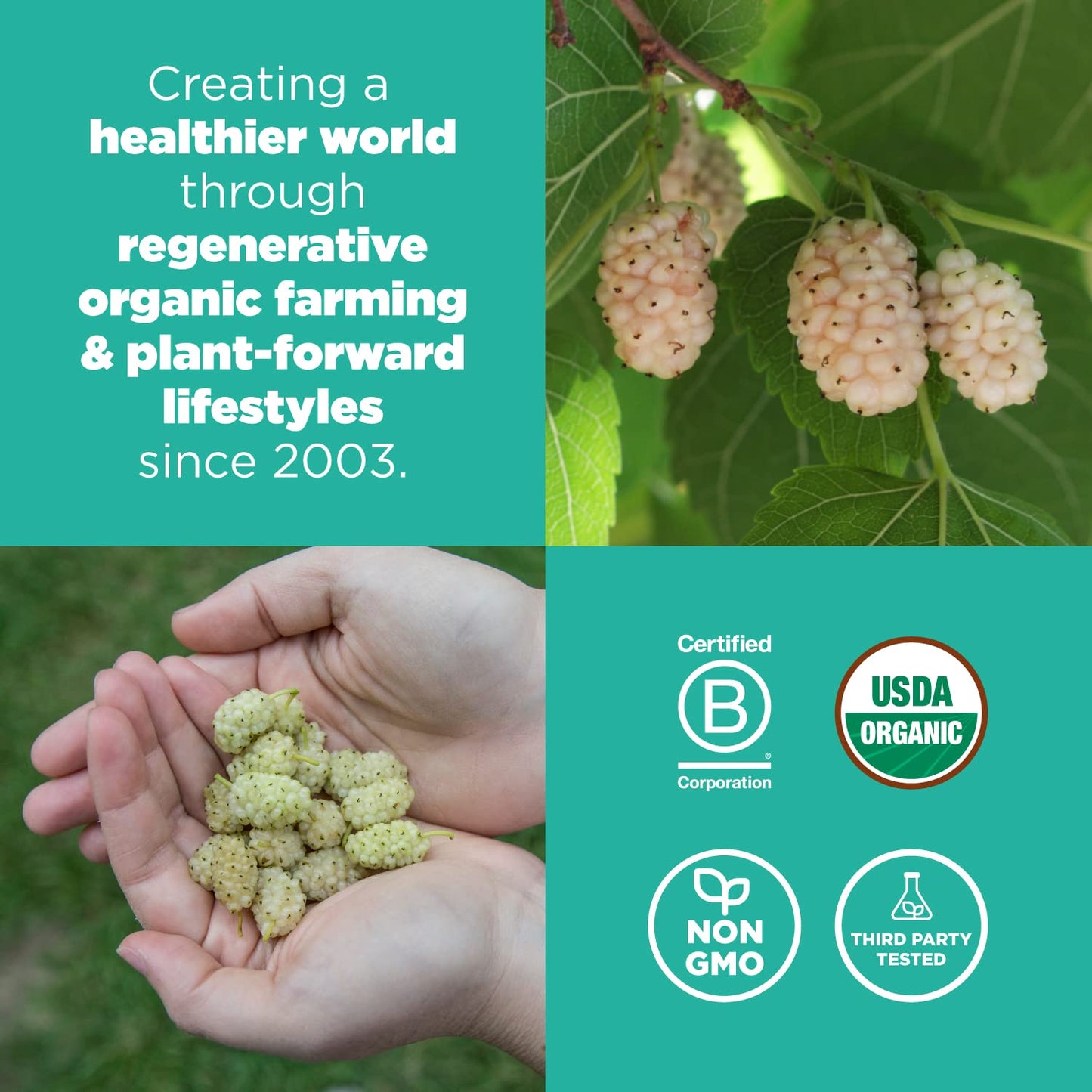 Navitas Organics Mulberries, 8 oz. Bag, 8 Servings - Organic, Non-GMO, Sun-Dried, Gluten-Free, Sulfite-Free (Pack of 1)