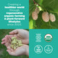 Navitas Organics Mulberries 8 oz. Bag 8 Servings - Organic Non-gMO Sun-Dried gluten-Free Sulfite-Free (Pack of 1)