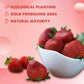 Freeze Dried Dehydrated Strawberries 8.8 Oz/250G Sugar-Free Frozen Dried Fruit Snacks For Salad Cookies Cakes Jams Gift Box Berr