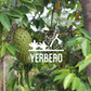Yerbero - Hoja De Guanabana Entera (.75 Oz - 22Gr) Whole Dried Graviola Soursop Leaves, 100% Natural Delicious| 20+ Servings | F