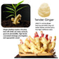YUHO Pickled Sushi Ginger, Fat Free, Sugar Free, Kosher, 24 Oz (2 x 12 Oz Jars)