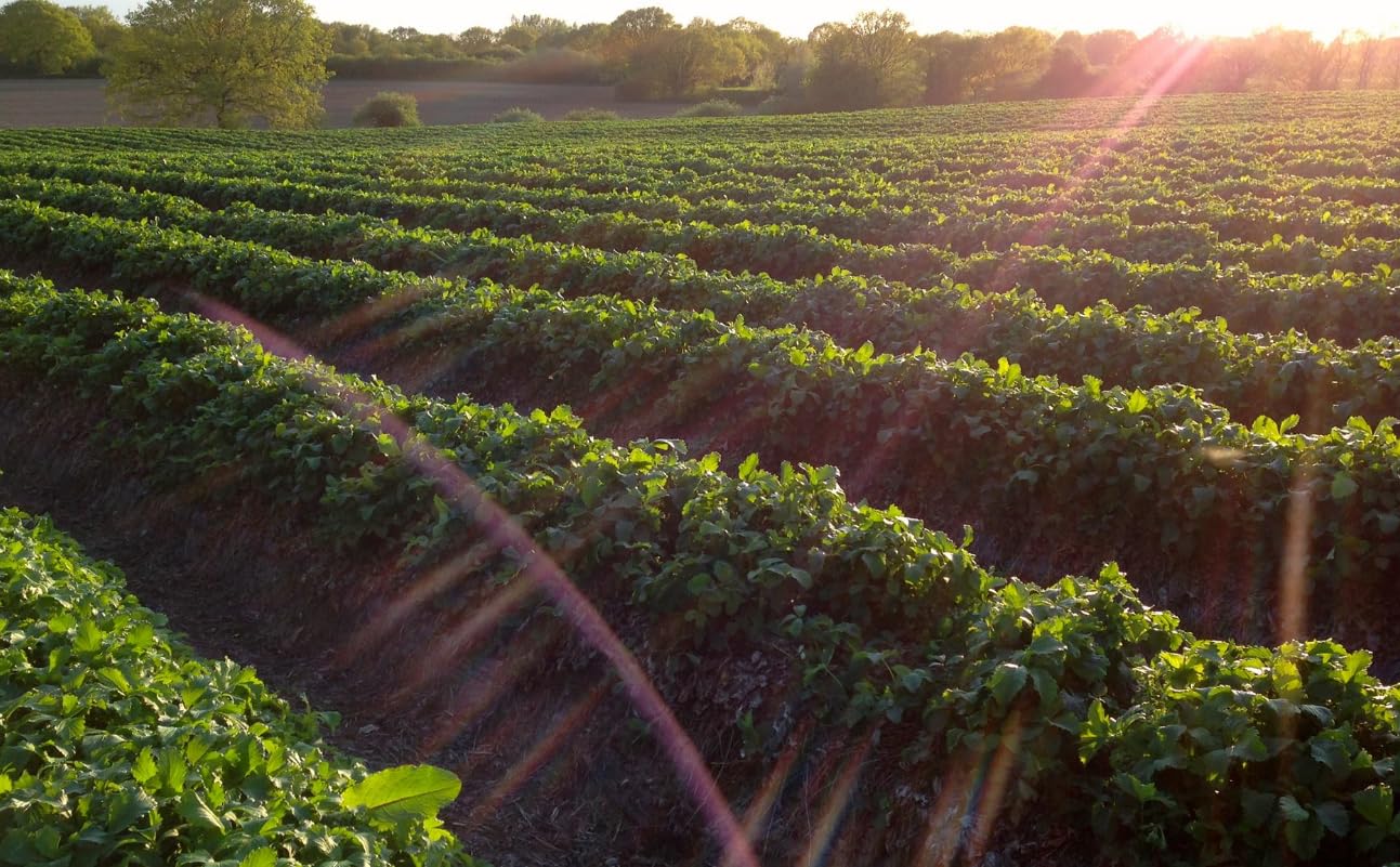 Tiptree Morello Cherry Preserve, 12 Ounce Jar