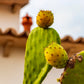 Fresh Cactus Pears By Rawjoy