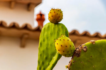 Fresh Cactus Pears By Rawjoy