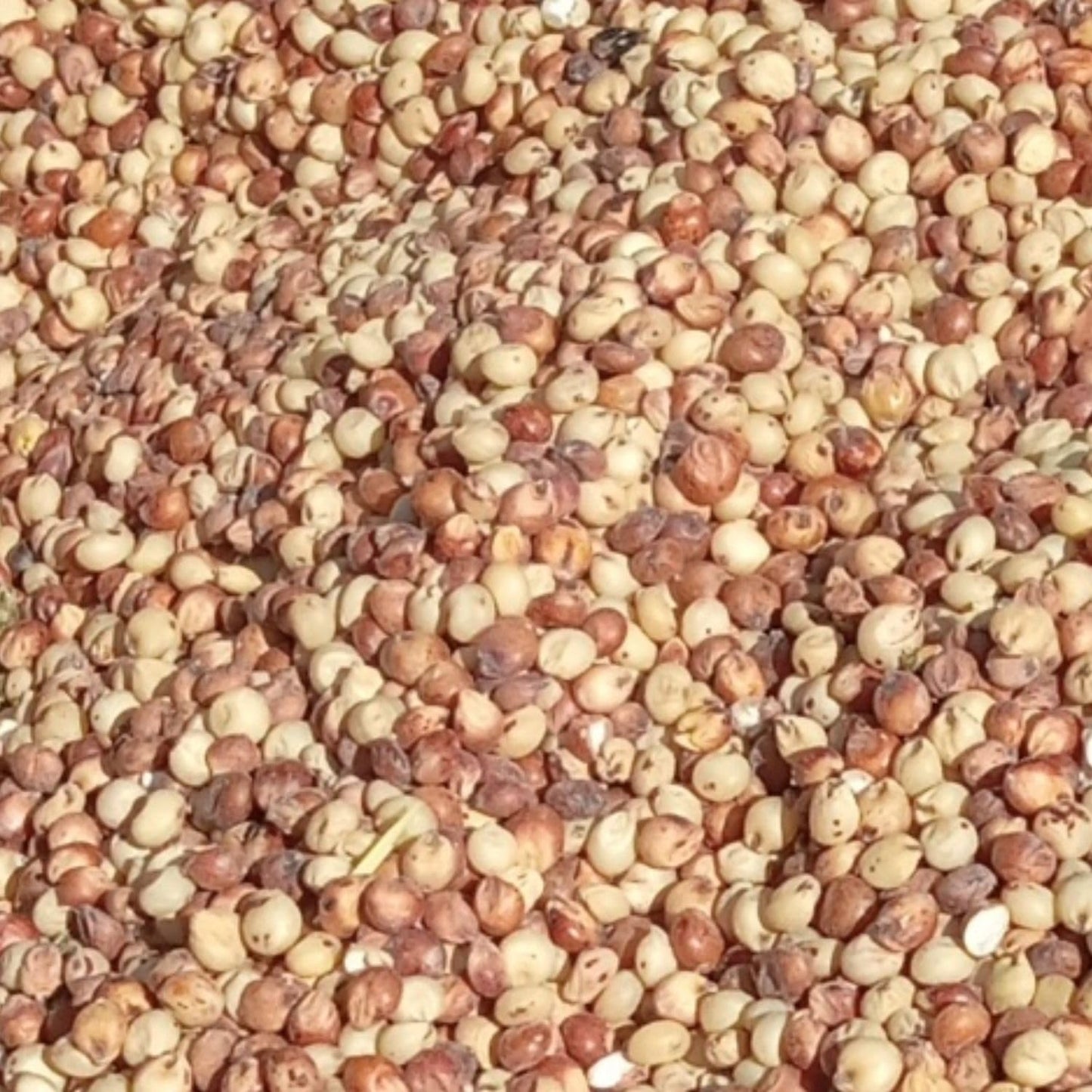 MushroomMediaOnline Milo (Sorghum) - 120 Pound Bag