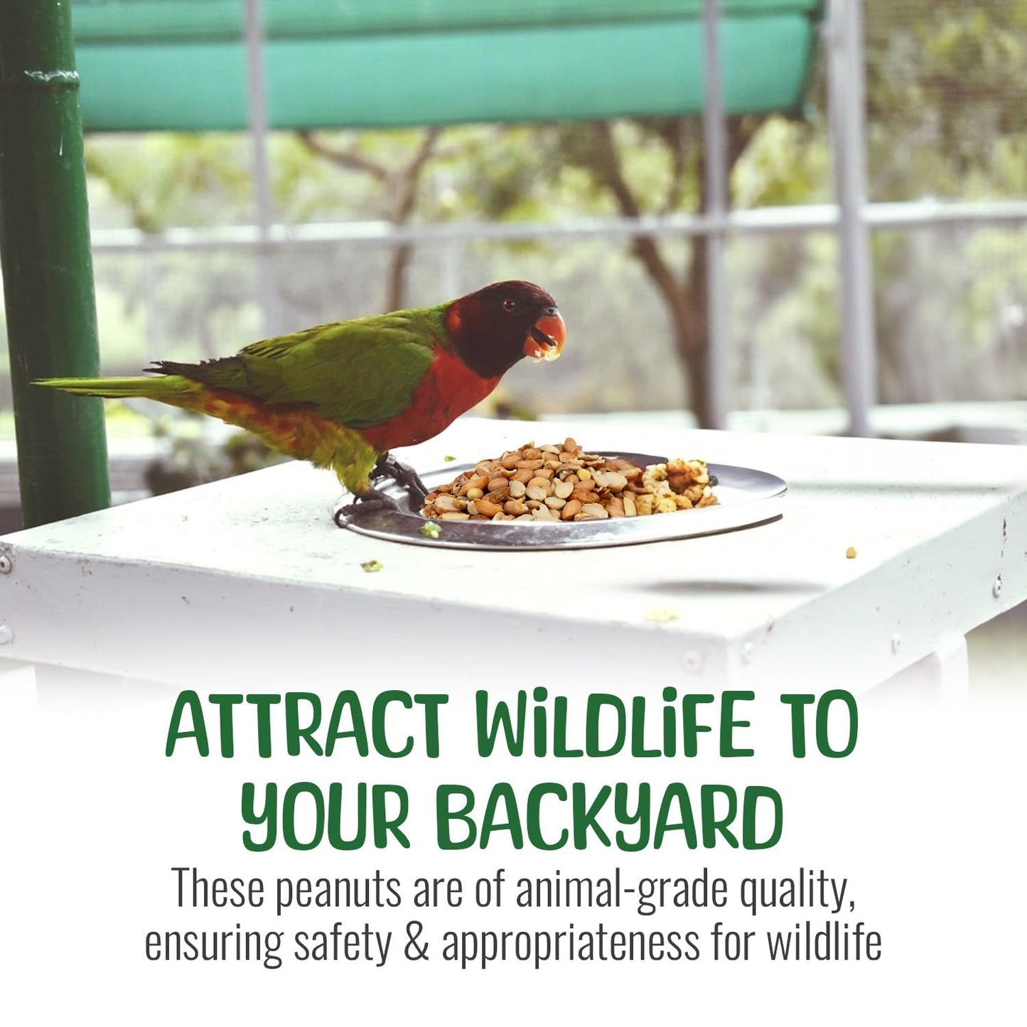 Sneaky Mango enhanced Quality Raw Out of Shell Peanuts for Wildlife - 45 Pounds - Shelled Peanuts- Grown in The USA  for Squirrels  Deer  Birds