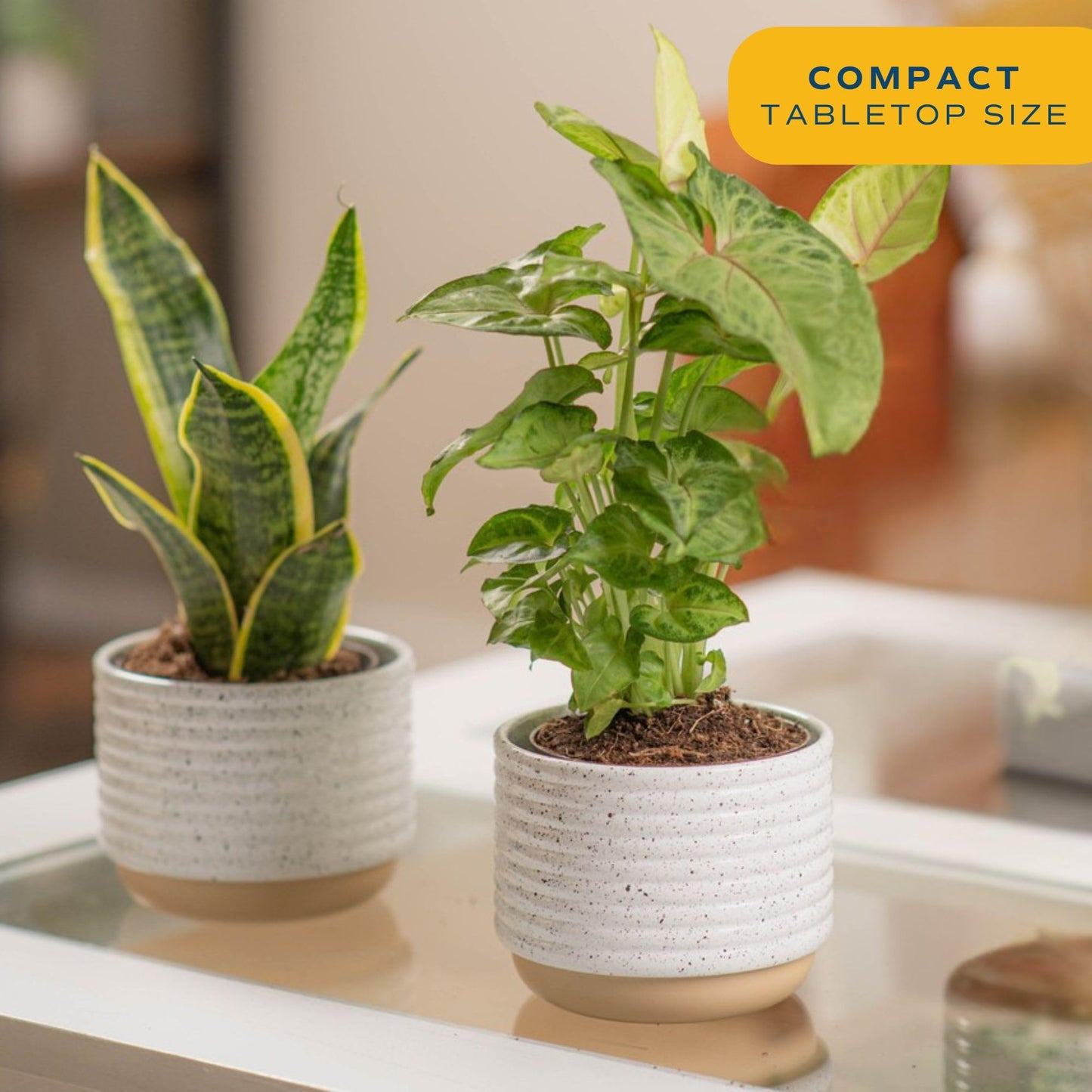 Costa Farms Live Plants (Pack of 2), Easy to Grow Real Indoor Houseplants, Air Purifying Plants, Growers Choice in Home D  cor