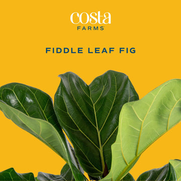 Costa Farms Little Fiddle Leaf Fig, Live Indoor Ficus Lyrata Plant in Indoors Garden Plant Pot, Houseplant in Potting Soil, Hous