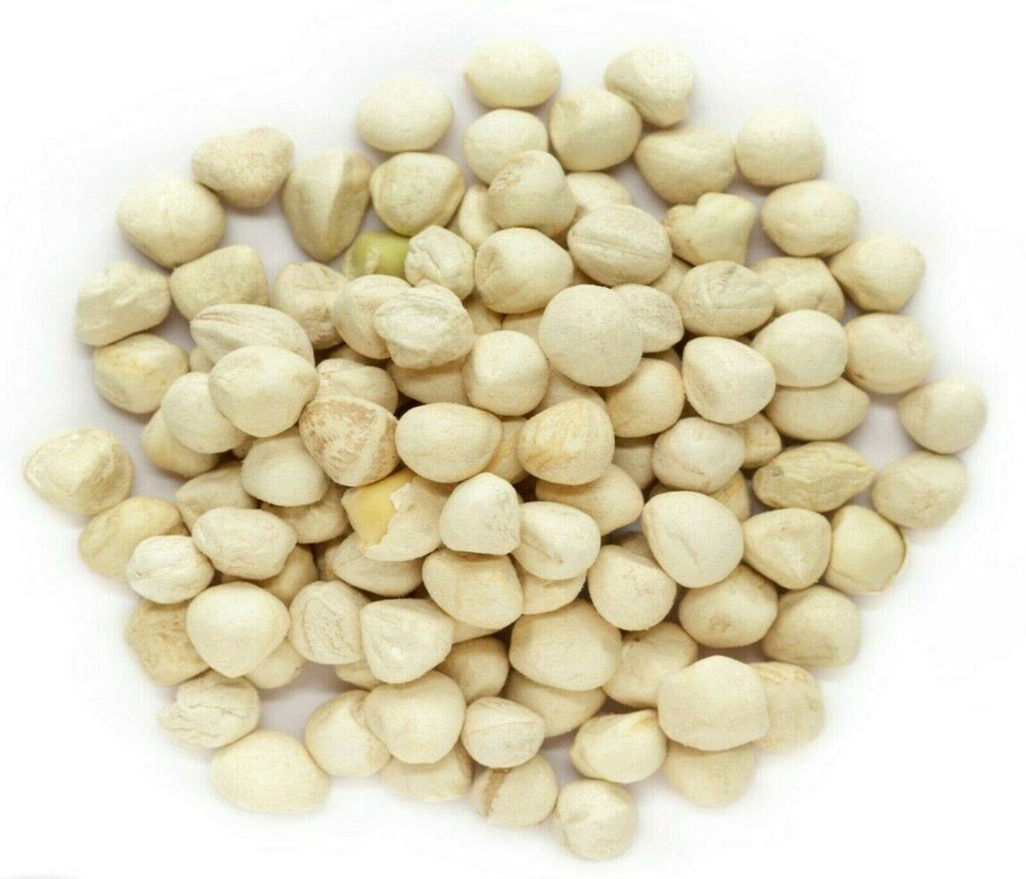 Plant Guru Moringa Seeds Kernel - Clean PKM1 Variety - 2 lbs. Wide Mouth Jar - Non-GMO - Brown