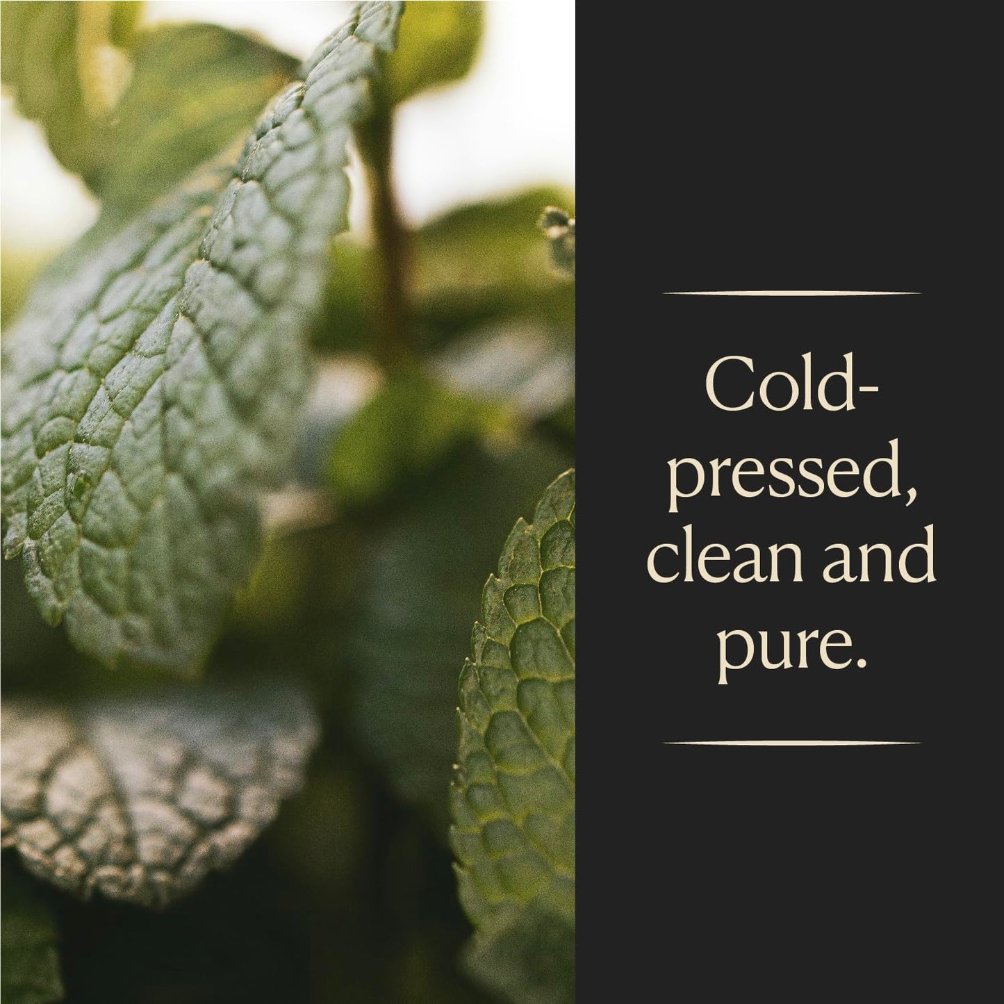 COOKS Spearmint Extract for Baking and Beverages, 8 Fl Oz