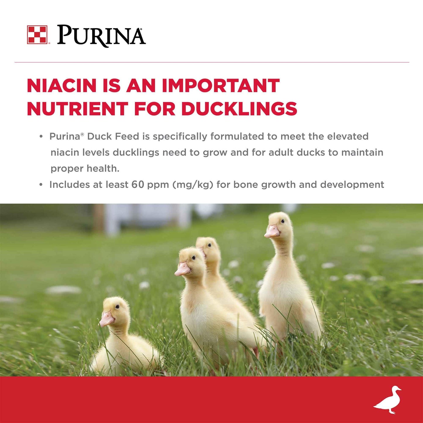 Purina Duck Feed For All Life-Stages | 40 Pound (40 Lb.) Bag