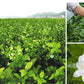 Tooget Fragrant Natural Pure Jasmine Buds Dried Jasmine Flowers Wholesale, Herbal Tea - 4 Oz