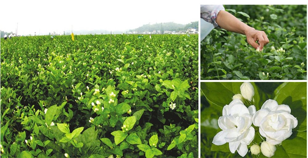Tooget Fragrant Natural Pure Jasmine Buds Dried Jasmine Flowers Wholesale, Herbal Tea - 4 Oz