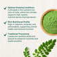Moringa Powder (397G/14Oz) Moringa Oleifera Leaf Powder - Gluten Free, Non-Gmo | Perfect For Smoothies, Drinks, Tea & Recipes |