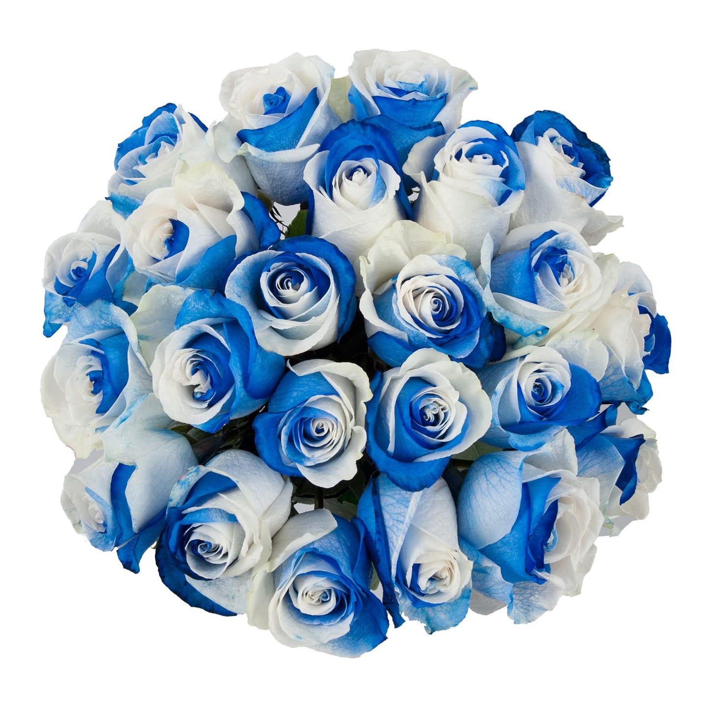 Blommingmore | Fresh Cut Natural Flowers | Tinted Blue And White Roses | 25 Stems - 20In | Home, Office, Wedding Decor, Diy, Par