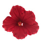 Global Sugar Art Hibiscus Sugar Cake Flowers, Red, Hawaiian Cake Flower Large 3 Count By Chef Alan Tetreault