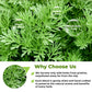 4 oz. Wormwood Tea Wormwood Herb Dried Herb Tea (Artemisia Absinthium) - 113g Dry Wood Worm Artemisiae Absinthii Herba Artemisa