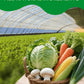 vSlice Dried Veggie Tofu Mix Ramen Toppings, Gluten-Free Dehydrated Vegetable Flakes, 7.5oz