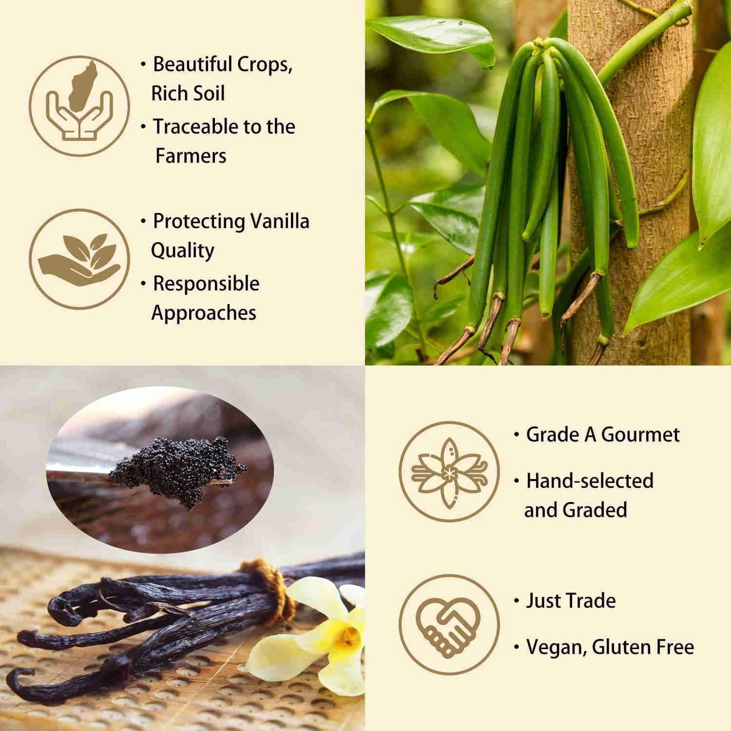 Grelim 12 Madagascar Vanilla Beans New Season Grade A Whole Vanilla Pods Great For Vanilla Extract And Baking