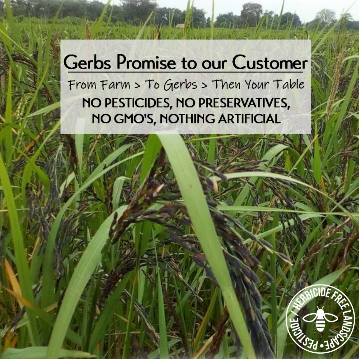 GERBS Wild Black Rice, 2 lbs, No Artificial Additives, Resealable Bag, Top 14 Allergen-Free