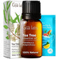 Gya Labs Pure Australian Tea Tree Oil For Skin, Hair, Face & Toenails (0.34 Fl Oz) - 100% Therapeutic Natural Melaleuca Tea Tree