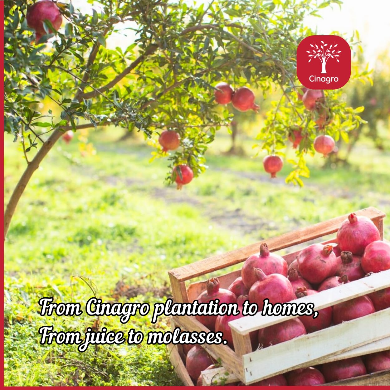 Cinagro Goodies 100% Natural Molasses | Product Of Turkey (Pomegranate)