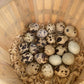 Silverbrook Eggs Farm Farm Fresh Quail Eggs - 1 Dozen (12 Eggs) - Multicolor