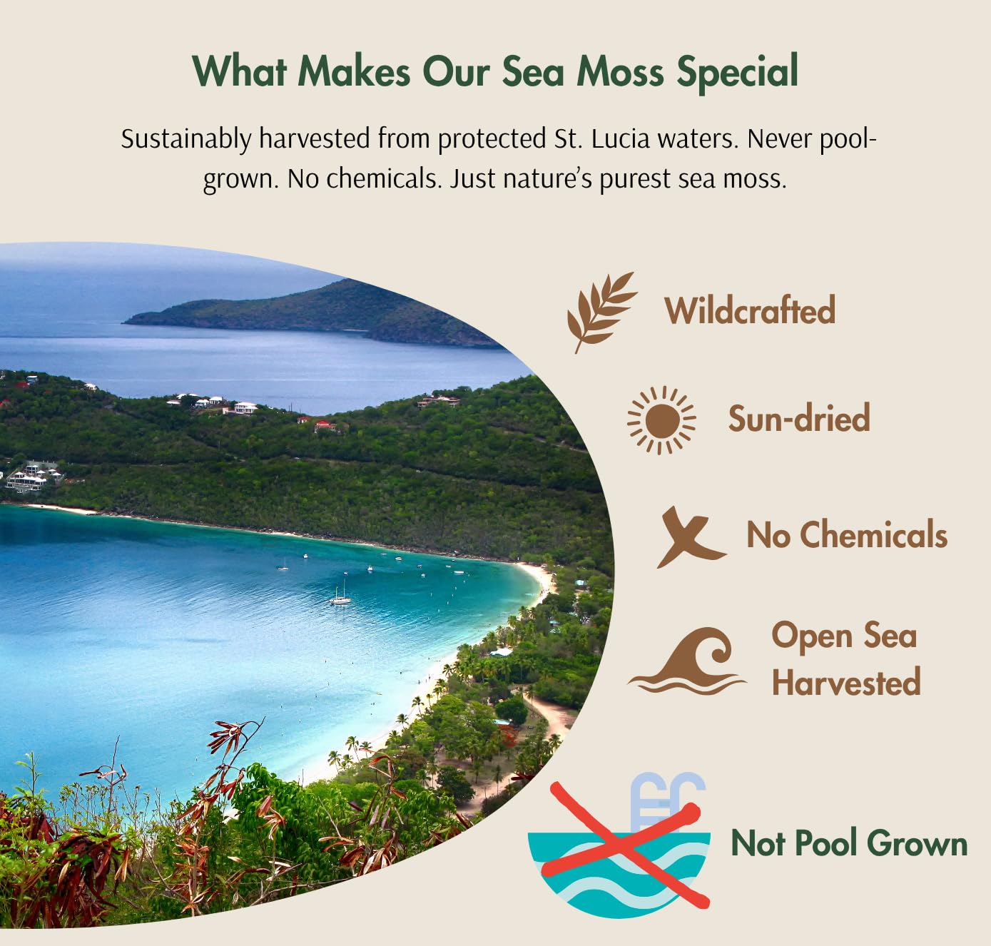 Pristine Nutri Golden Sea Moss - Wildcrafted Raw Sea Moss, 1 lb Bulk Package, Vegan, Non-GMO, Sun-Dried, True Mineral-Rich Superfood