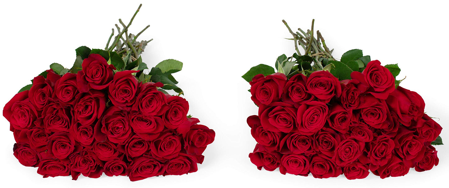 Benchmark Bouquets - 50 Stems of Red Roses (Vase Not Included) - Fresh Flowers for Delivery - Gift for Easter, Mothers Day, Birt