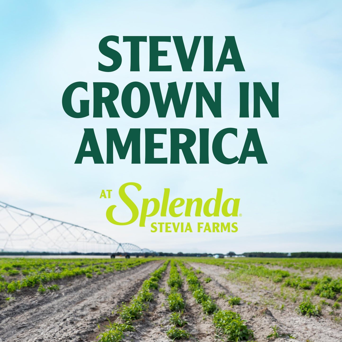 Splenda Stevia Liquid Zero Calorie Sweetener Drops, 1.68 Ounce Bottle (Pack Of 1)